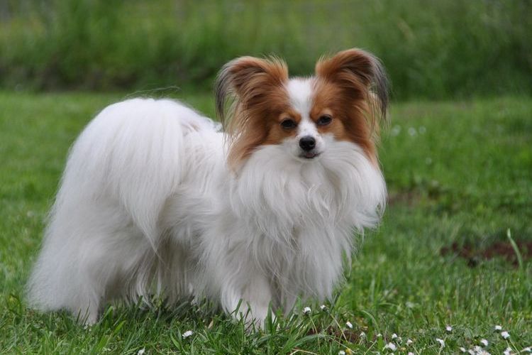 Épagneul nain continental