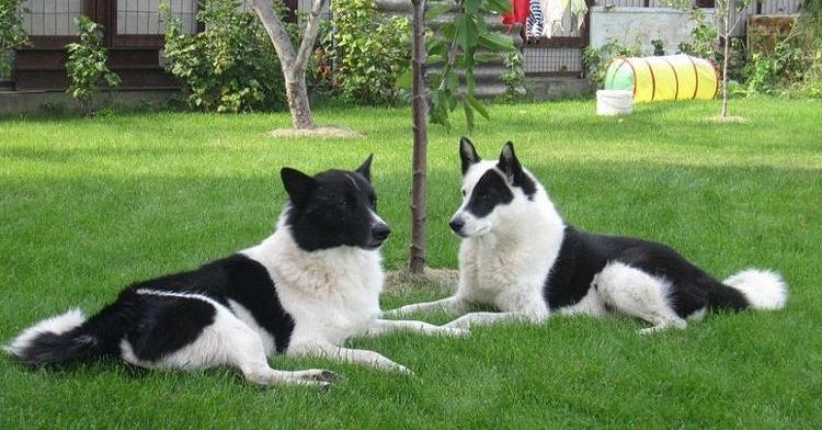 Laïka russo-européenne