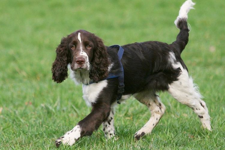 Épagneul springer anglais