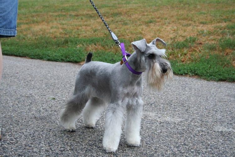 Schnauzer
