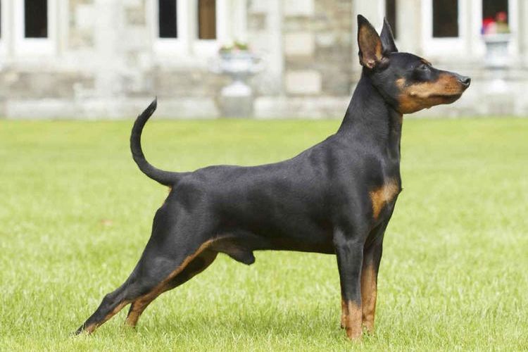 Pinscher