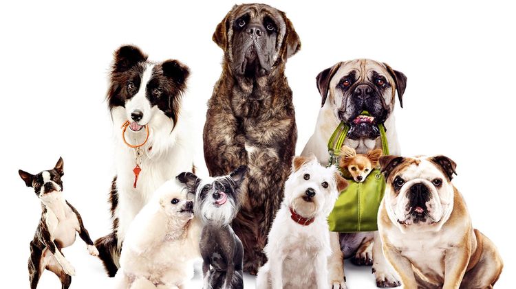 Combien y a-t-il de races de chiens dans le monde ?