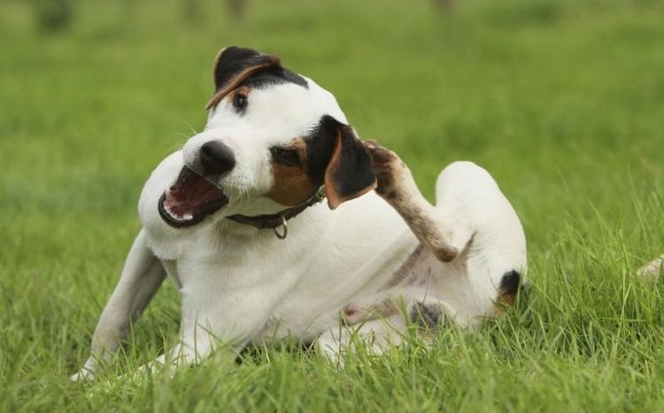 Le chien se gratte l'oreille