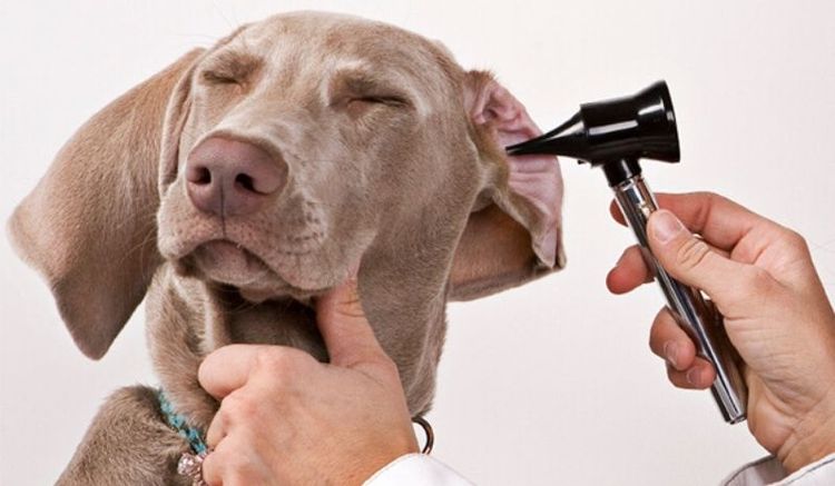 Examiner l'oreille d'un chien