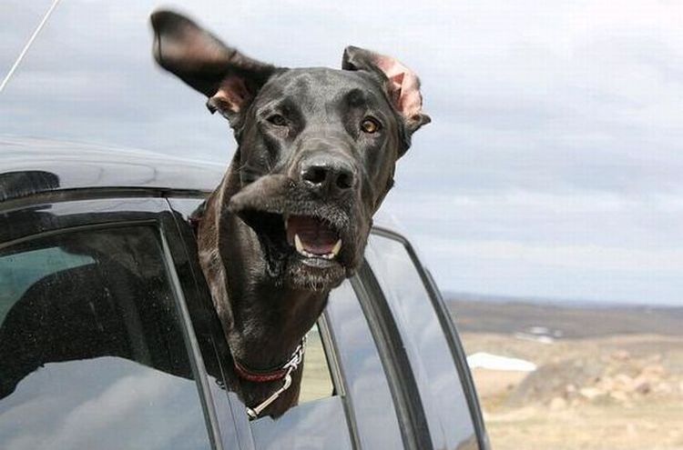 Un chien regarde par la fenêtre d'une voiture