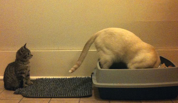 Un chien dans une litière