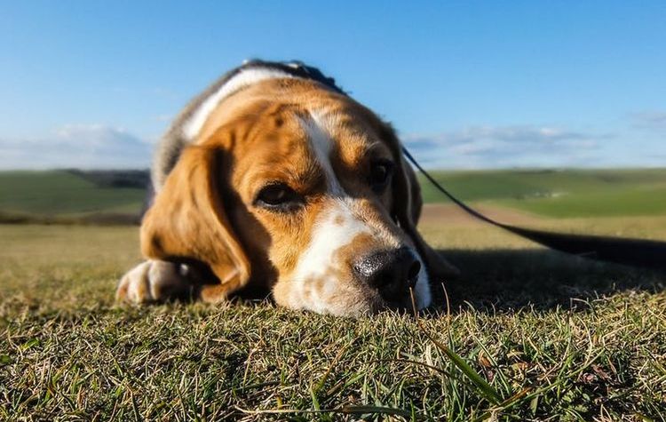 Le chien est couché dans l'herbe.