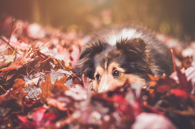 Chien dans les feuilles