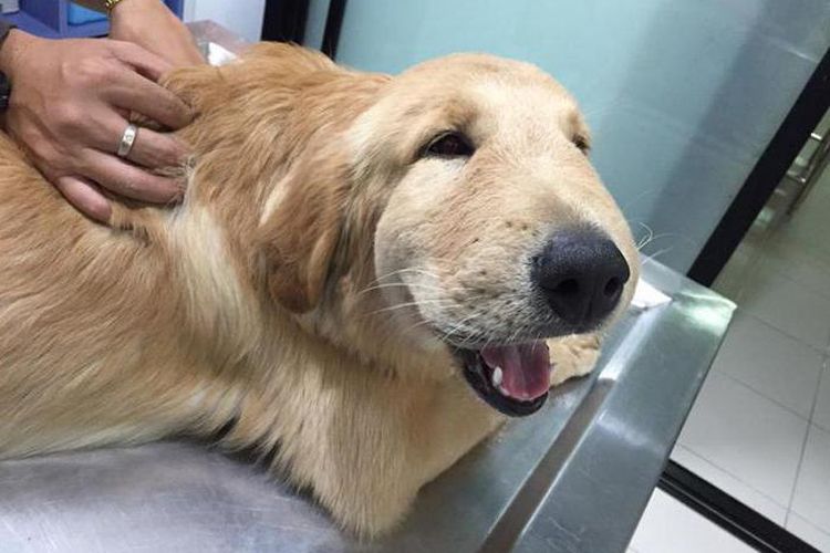 Le chien a été piqué au visage par une abeille.