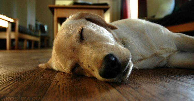 Le chien est inconscient