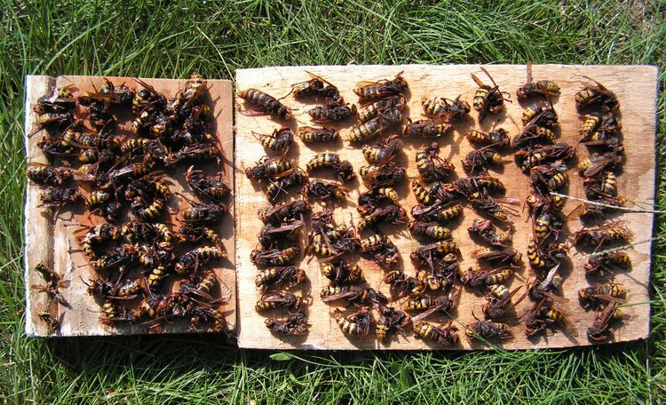 Piège à abeilles et guêpes