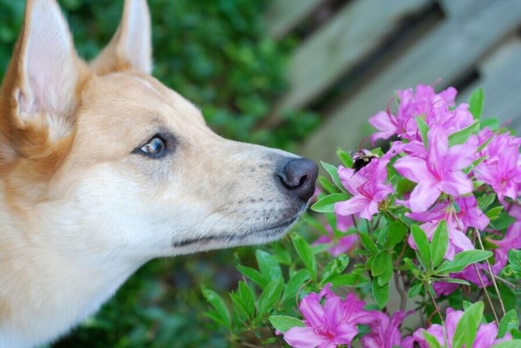 Mon chien a été piqué par une abeille : que faire ?