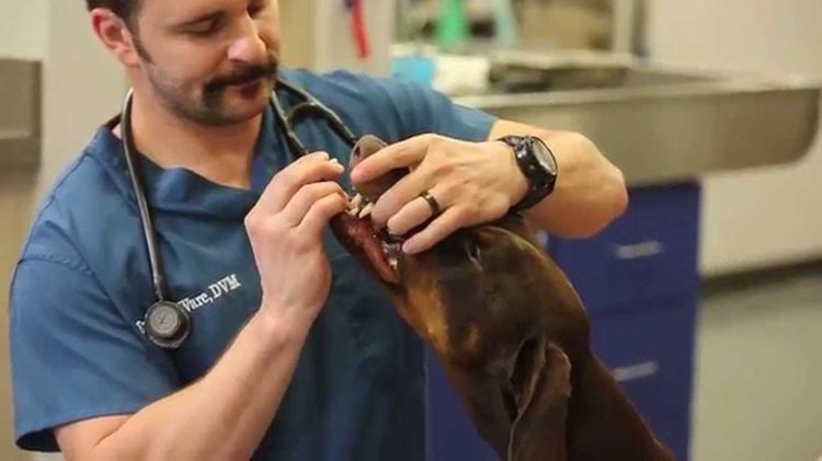 Comment donner un comprimé à un chien