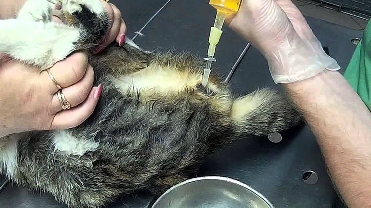 Irrigation avec un chat lorsque des struvites sont détectées dans l'urine du chat