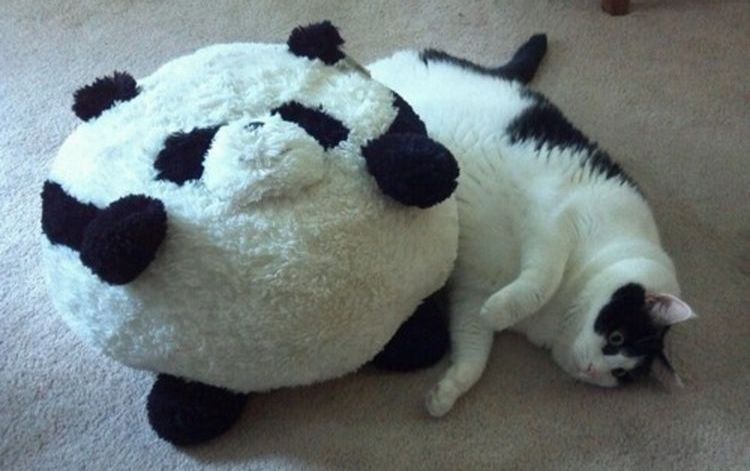 Un gros chat noir et blanc