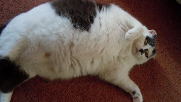 Gros Chat Boule de Neige