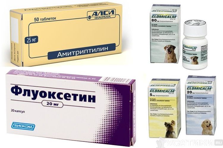 Sédatifs pour chiens