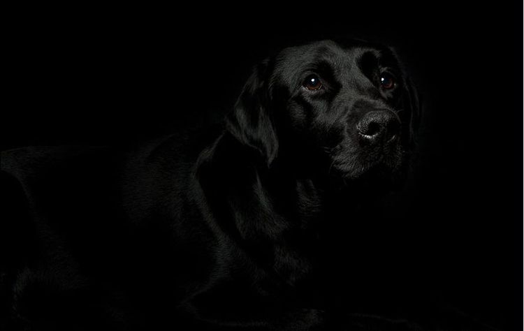 Chien dans le noir