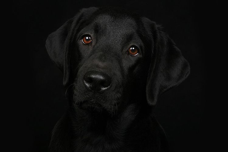 Labrador dans le noir