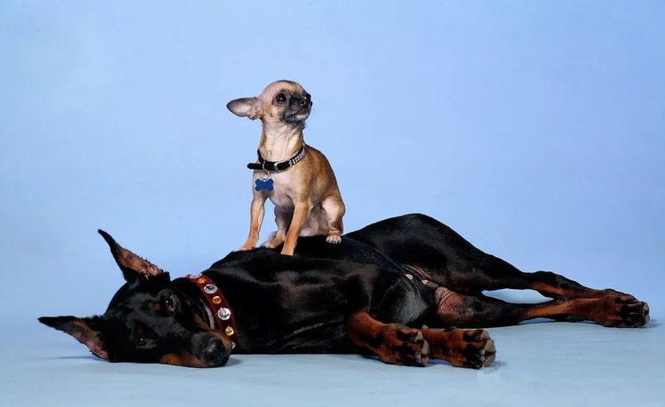 Doberman et Toy Terrier
