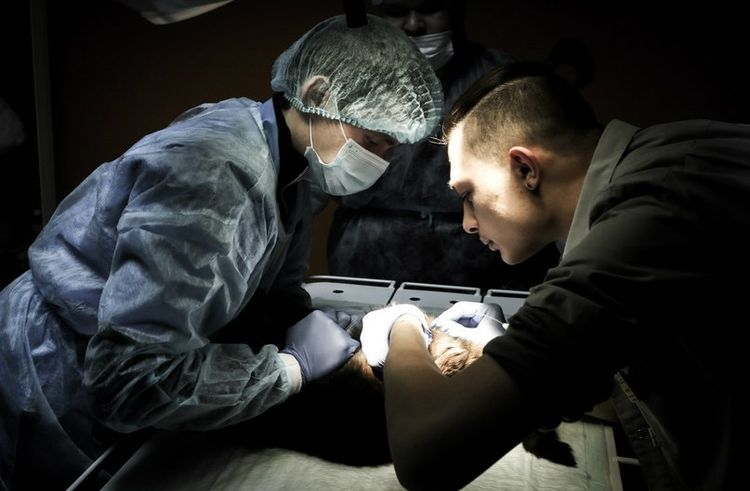 Stérilisation d'un chien