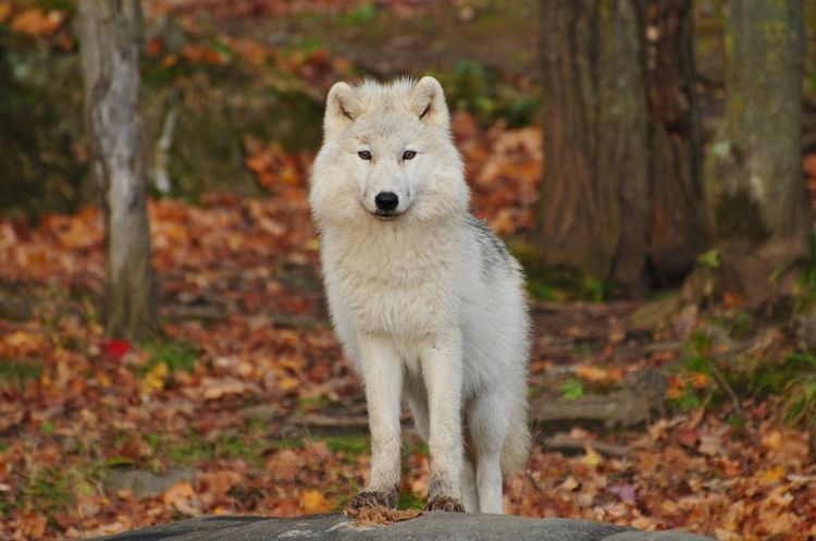 Un chien dans la forêt