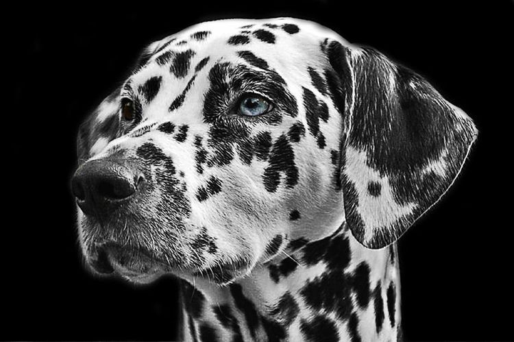 dalmatien