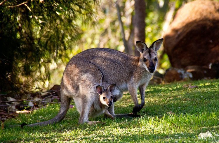 Kangourou et bébé kangourou