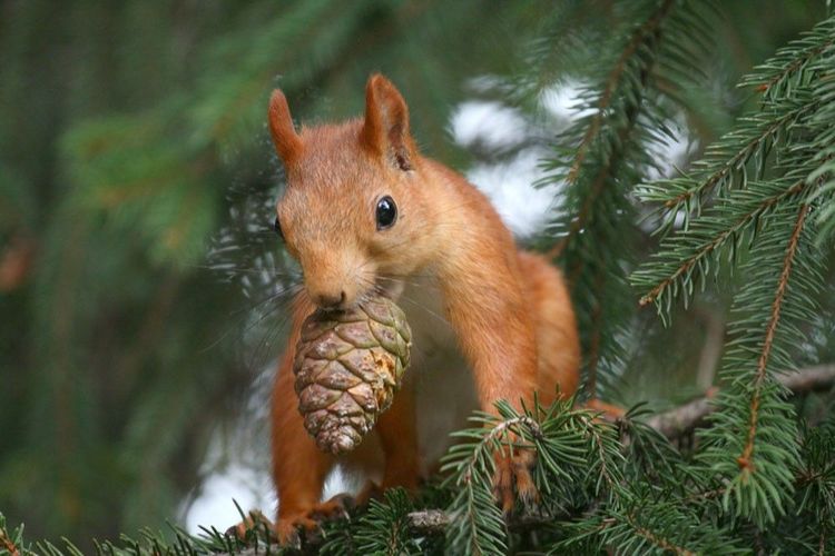 Écureuil avec une pomme de pin
