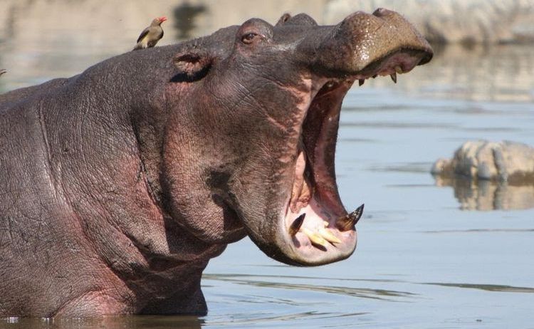 Hippopotame