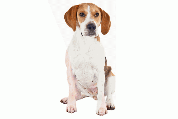 race de chien Foxhound américain