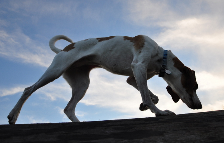 Un foxhound américain à la chasse
