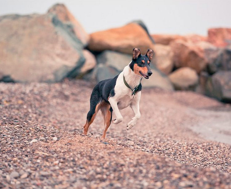 Photo de Colley à poil lisse
