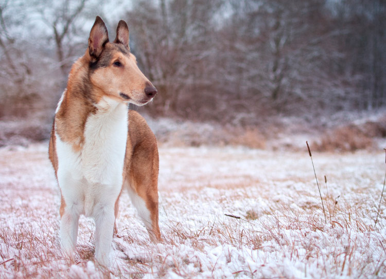 Un colley à poil lisse dans la neige