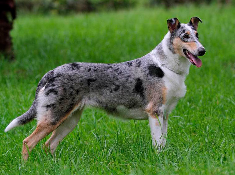 Collie lisse merle