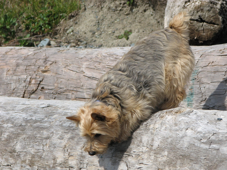 Norwich Terrier sautant