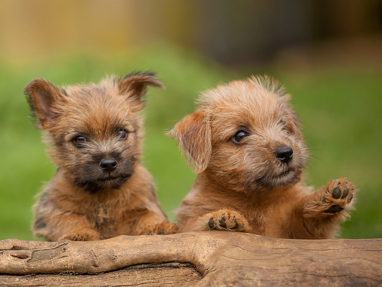 Chiots Norwich Terrier