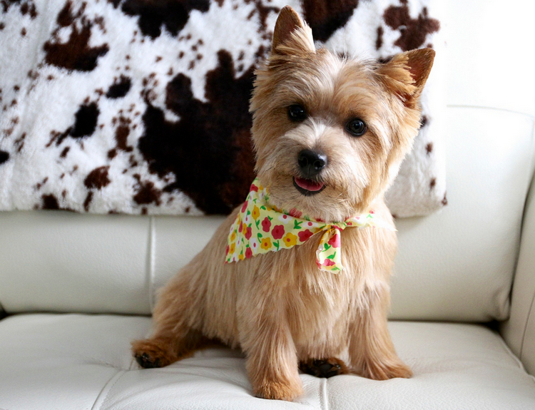 Norwich Terrier sur le canapé