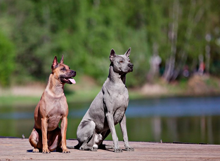 deux Thai Ridgebacks