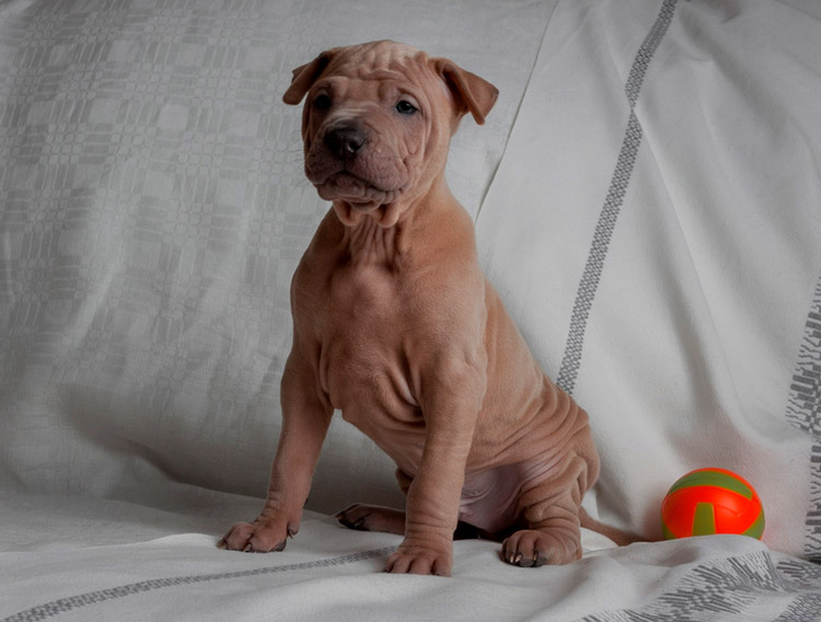 Combien coûte un Thai Ridgeback ?