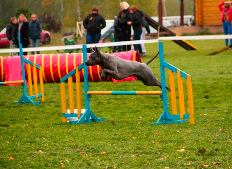 Agilité du Thai Ridgeback