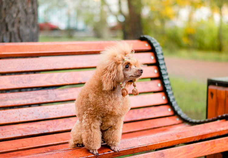 Caniche nain sur un banc