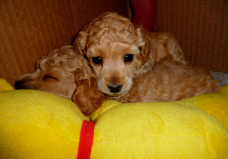 deux chiots caniches nains