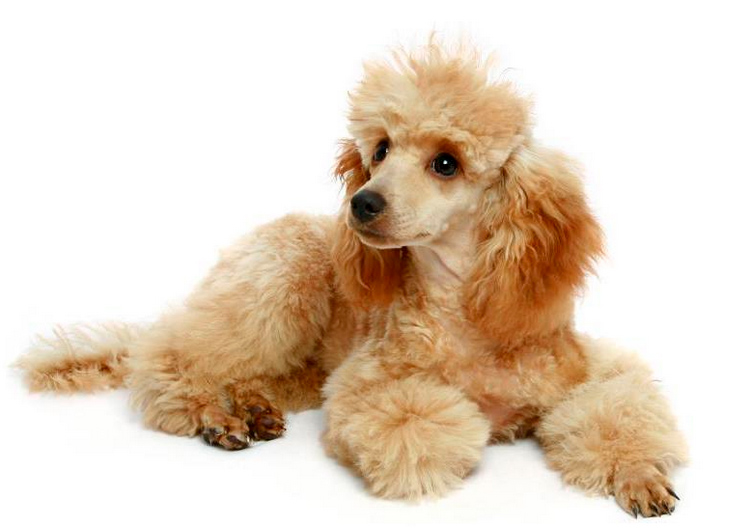 race de chien Caniche nain