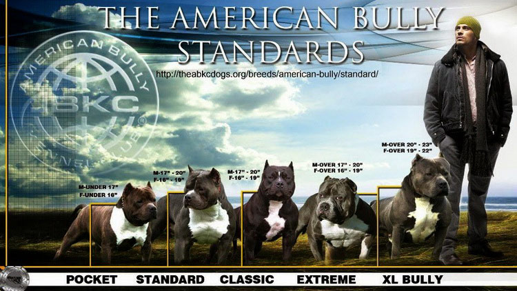 Tailles d'American Bully