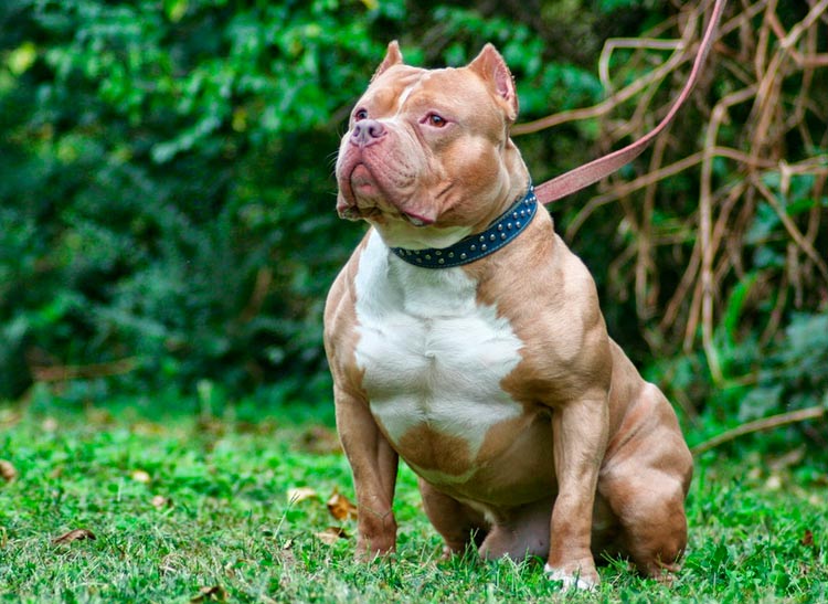 American Bully Extrême