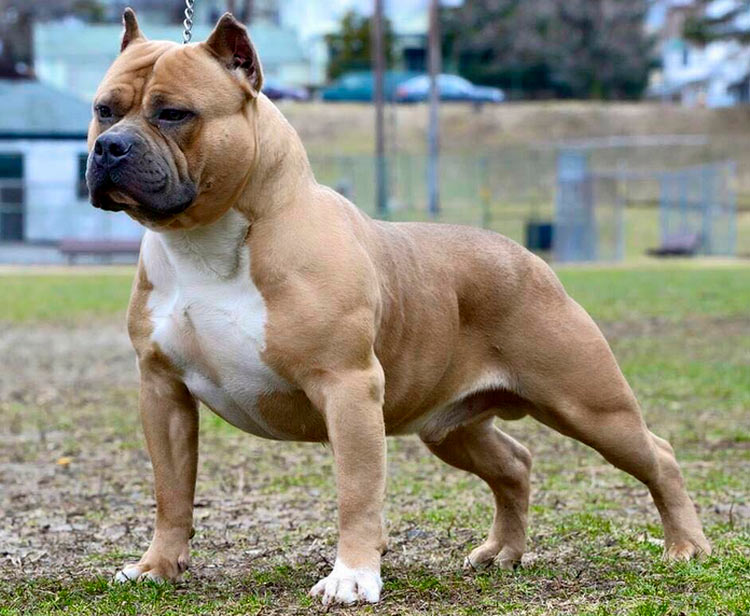 American Bully Dog