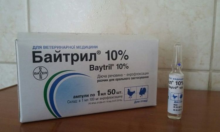 Baytril pour chiens