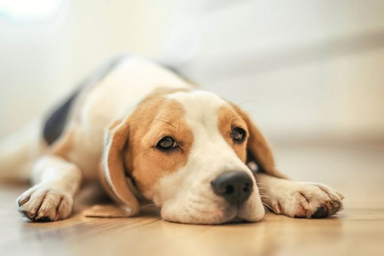 L'apathie chez un chien