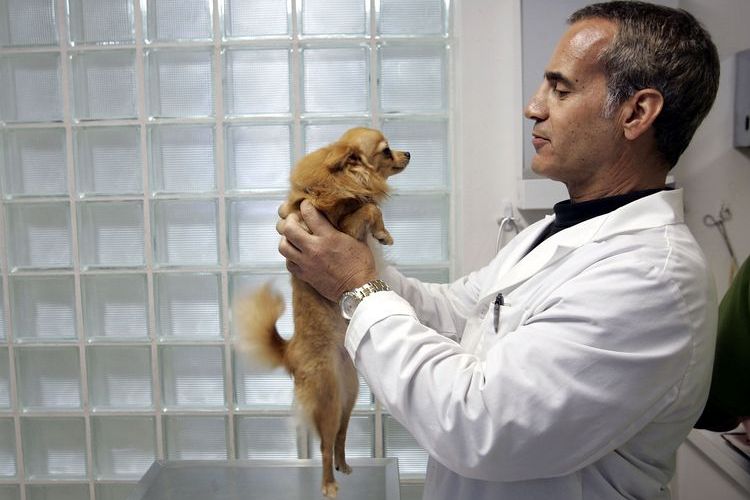 Examen d'un chien par un vétérinaire